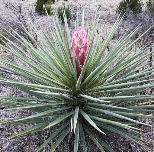 Yucca torreyi, la dague espagnole, alias yucca de Torrey ou yucca hirsute.