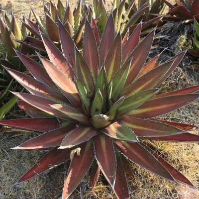 Agave kerchovei Huajapan Red, agave rouge