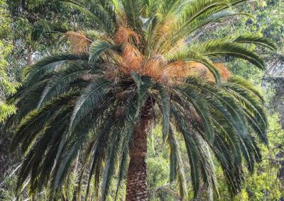 Phoenix canariensis, palmier des Canaries, dattier des Canaries