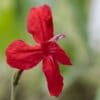 Ruellia elegans, pétunia du Brésil