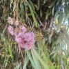 Eucalyptus lansdowneana, eucalyptus à fleurs pourpres