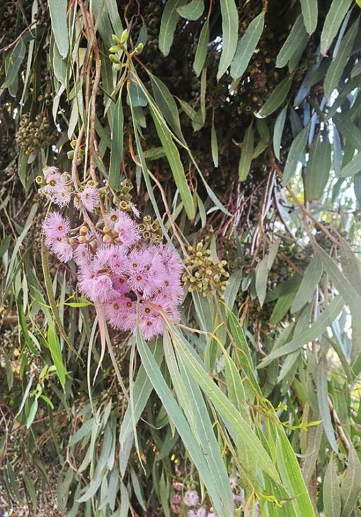 Eucalyptus lansdowneana, eucalyptus à fleurs pourpres