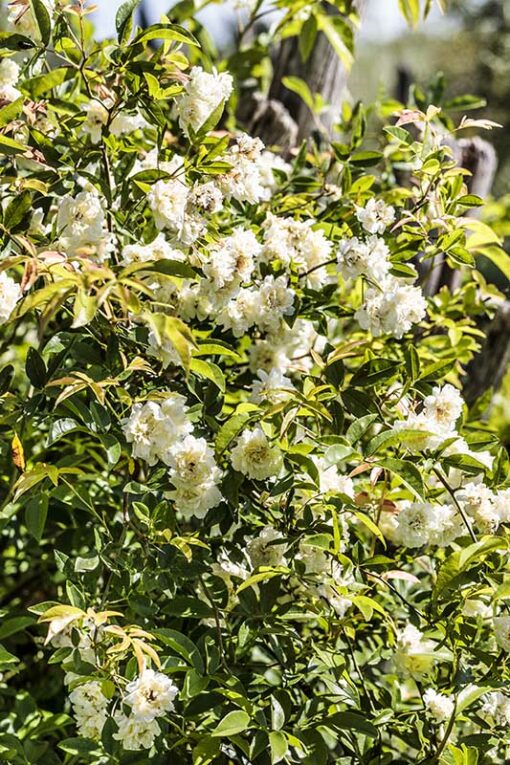 Rosier de Banks blanc à fleurs doubles, Rosa banksiae Alba Plena
