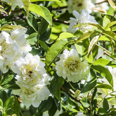 Rosier de Banks blanc à fleurs doubles, Rosa banksiae Alba Plena