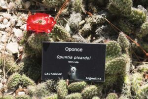 étiquette botanique d'Opuntia picardoi, Tunilla erectoclada