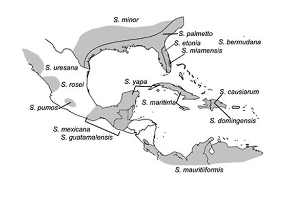 carte de repartition des principales espèces du genre Sabal
