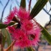 Eucalyptus lansdowneana, eucalyptus à fleurs pourpres