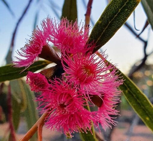 Eucalyptus lansdowneana, eucalyptus à fleurs pourpres
