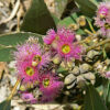 Eucalyptus lansdowneana - eucalyptus pourpre