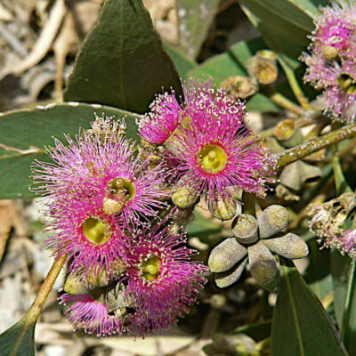 Eucalyptus lansdowneana - eucalyptus pourpre