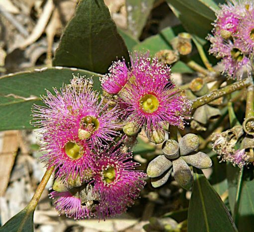 Eucalyptus lansdowneana - eucalyptus pourpre