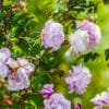 Rose Souvenir de Fernand Leroy