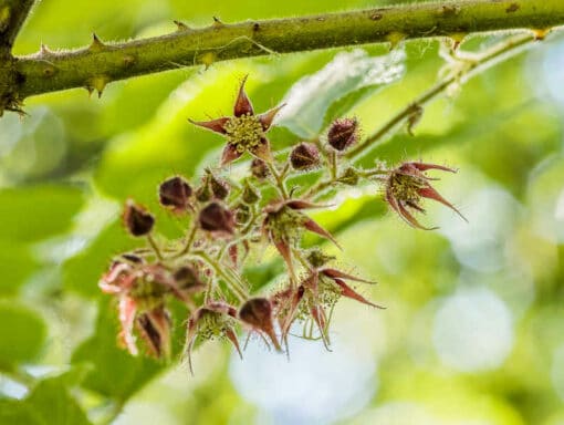 Rubus paniculatus, la ronce paniculée
