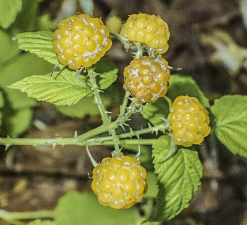 Rubus occidentalis Flava, mûre jaune, ronce à fruits jaunes