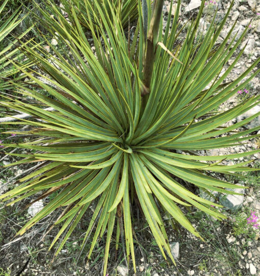 Yucca reverchonii - yucca de San Angelo