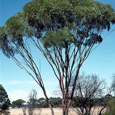 Eucalyptus kochii subsp borealis, mallee à huile