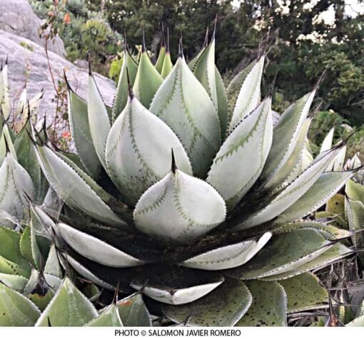 Agave ‘Magnifica’, alias Agave chiapensis ‘Magnifica’ - Photo DR