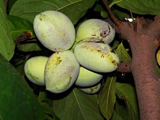 Fruit de l'asiminier, le pawpaw ou mangue du nord, Asimina triloba