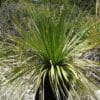 Dasylirion lucidum, le sotol luisant, ou dasylirion luisant