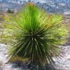Dasylirion lucidum, le sotol luisant, ou dasylirion luisant