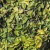 Ficus pumila alias Ficus stipulata, le figuier rampant nain