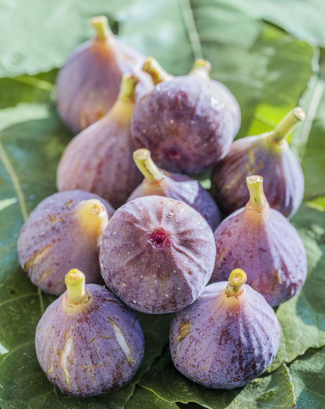 Les figues - Petite histoire de la figue et variétés et cuisine