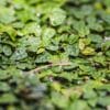 Ficus pumila alias Ficus stipulata, le figuier rampant nain