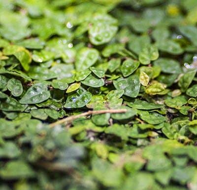 Ficus pumila alias Ficus stipulata, le figuier rampant nain