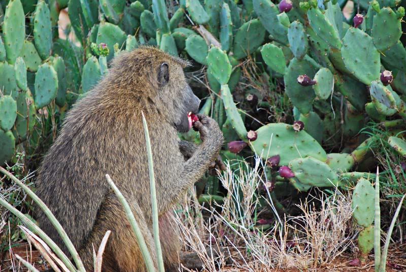 babouin consommant un fruit d'Opuntia stricta, au Kenya