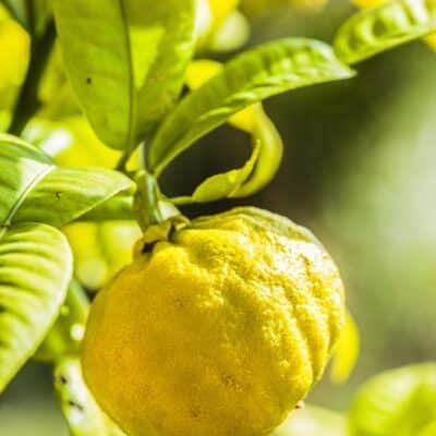 Papeda Ichang, Citrus ichangensis. C'est la mère du yuzu, qui en est issu. Agrume rustique.