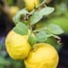 Papeda Ichang, Citrus ichangensis. C'est la mère du yuzu, qui en est issu. Agrume rustique.