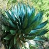 Agave atrovirens var. mirabilis, agave géant
