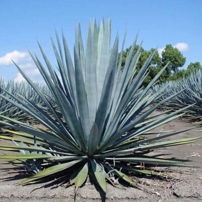 Agave tequilana, agave à tequila