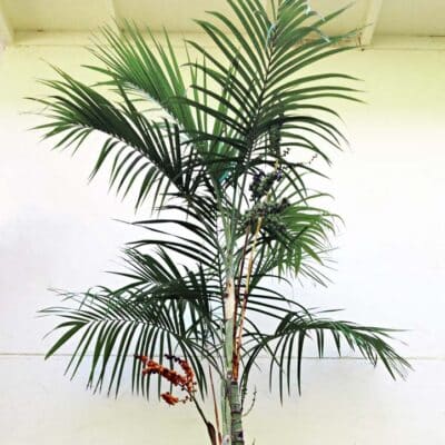 Chamaedorea radicalis ‘Arborescent’