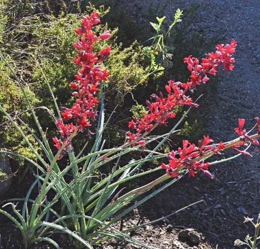Hesperaloe parviflora Ruby Red en fleur, ou yucca rouge 'Ruby Red'