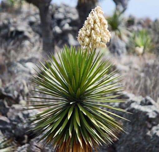 Photo de Yucca periculosa