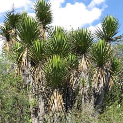 Photo de Yucca periculosa