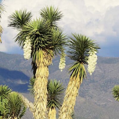 Yucca potosina, le yucca de l’état San Luis Potosi
