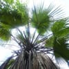 Brahea calcarata alias Brahea nitida