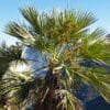 Brahea calcarata alias Brahea nitida