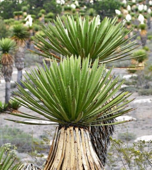 Yucca carnerosana, palma samandoca, palma barreta