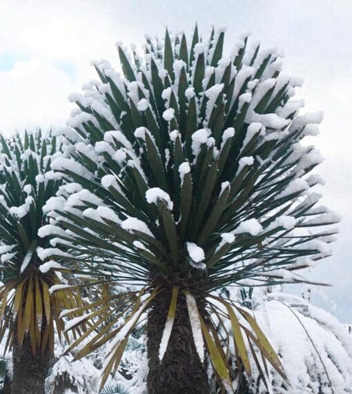 Yucca carnerosana, palma samandoca, palma barreta