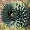 Agave horrida perotensis