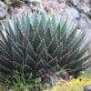 Agave horrida perotensis