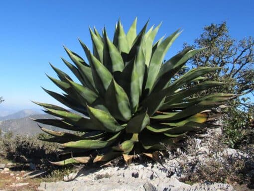 Agave scaposa