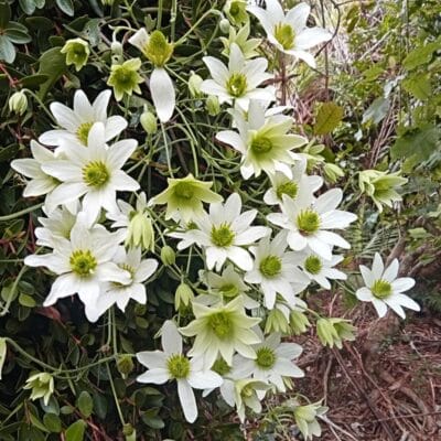 Clematis paniculata, puawananga, en fleur