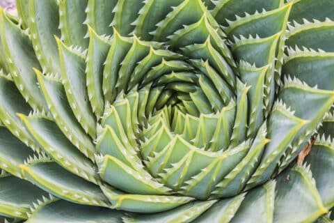 La Magia Delle Piante: Guida Completa Alla Germinazione Dei Semi - Foto 13