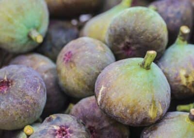 Figues De la Plaine, variété de figue parisienne