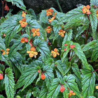 Begonia sutherlandii - Bégonia Papaya