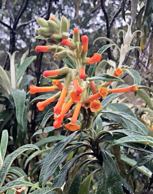 Buddleia speciosissima en fleurs